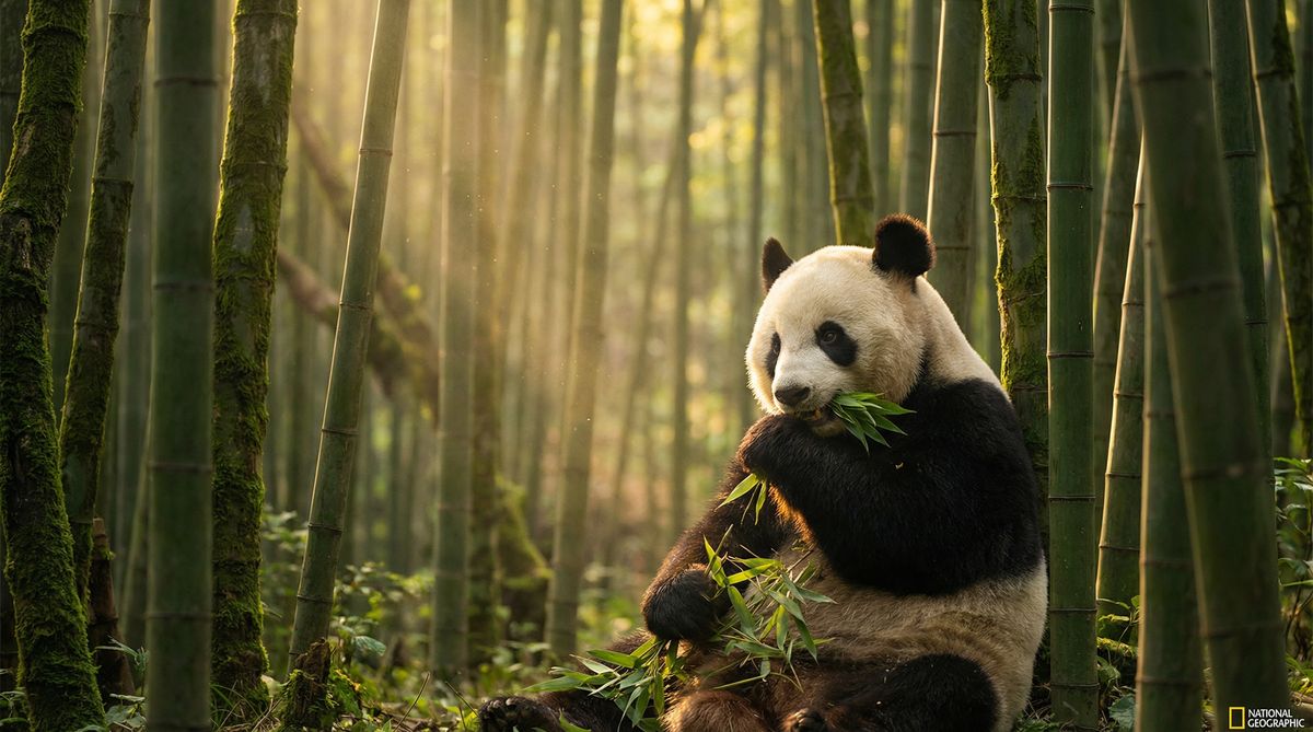 免费看片动物写真视频社区